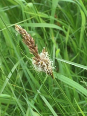 Carex disticha