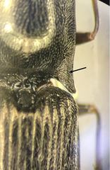 Corymbitodes elongaticollis