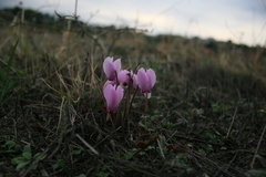 Cyclamen graecum graecum