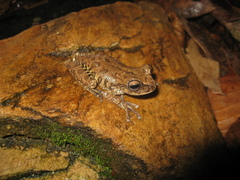 Bokermannohyla nanuzae