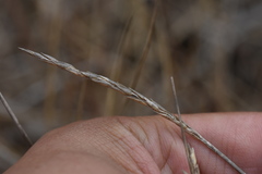 Zoysia