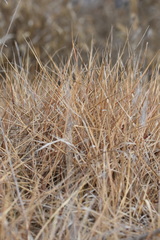 Zoysia