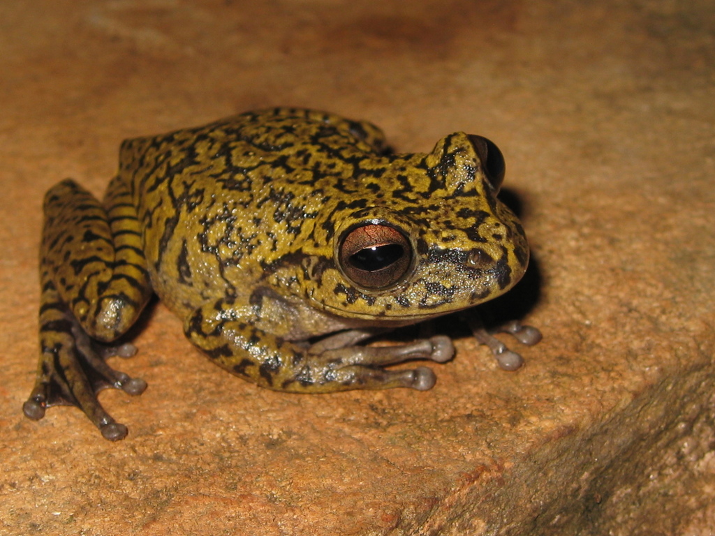 Ledge Treefrog