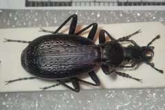 Carabus biebersteini ulgeni