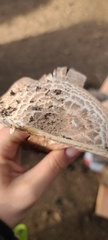 Agaricus pattersoniae