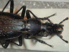 Carabus biebersteini ulgeni