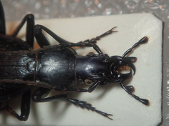 Carabus biebersteini ulgeni