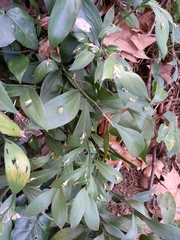 Ruscus hypophyllum