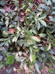 Ruscus hypophyllum