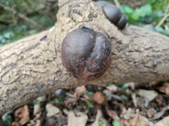 Daldinia concentrica