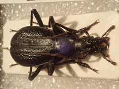 Carabus biebersteini ulgeni