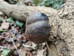Daldinia concentrica