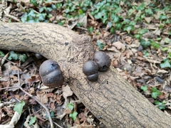 Daldinia concentrica