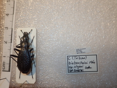 Carabus biebersteini ulgeni