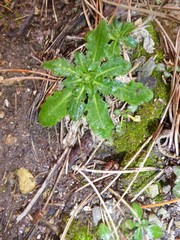 Arabis rosea