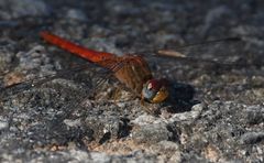 Crocothemis divisa