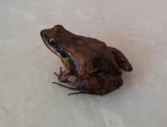 Physalaemus gracilis