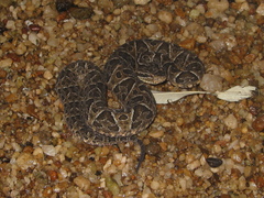 Bothrops neuwiedi