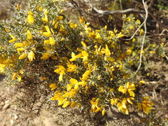 Ulex argenteus argenteus