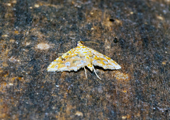 Ommatospila narcaeusalis