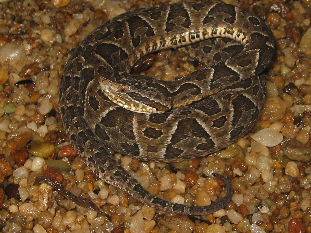 Jararaca Pintada