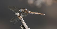 Orthetrum azureum