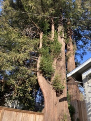 Sequoia