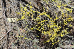 Dudleya multicaulis