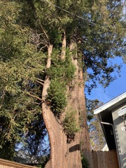 Sequoia