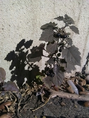 Solanum nigrum nigrum