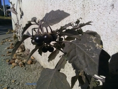 Solanum nigrum nigrum