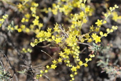 Dudleya multicaulis