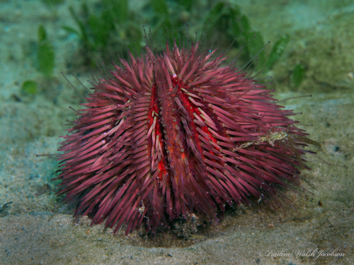 Variegated Sea Urchin