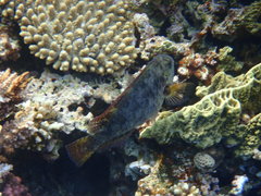 Calotomus viridescens