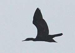Phalacrocorax fuscicollis