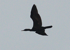 Phalacrocorax fuscicollis