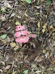Adiantum macrophyllum