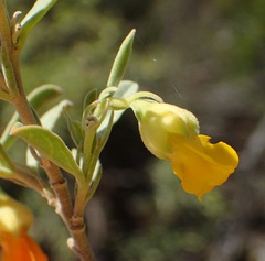 Hermannia odorata