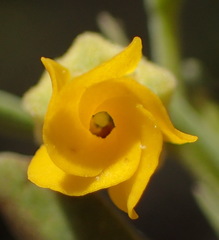 Hermannia odorata