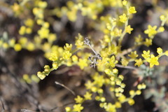 Dudleya multicaulis