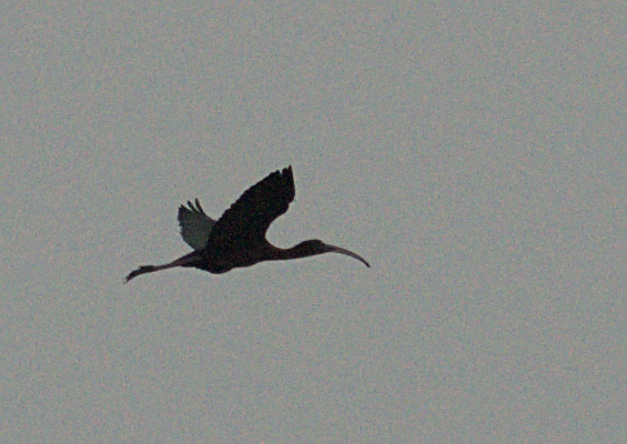 Glossy Ibis