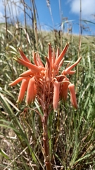 Aloe micracantha