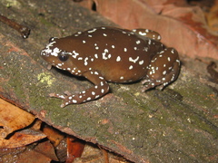 Mehely's Humming Frog photo 2