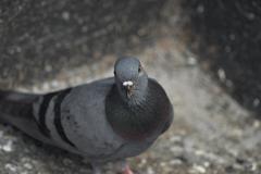 Columba livia domestica