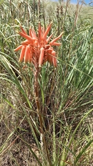 Aloe micracantha