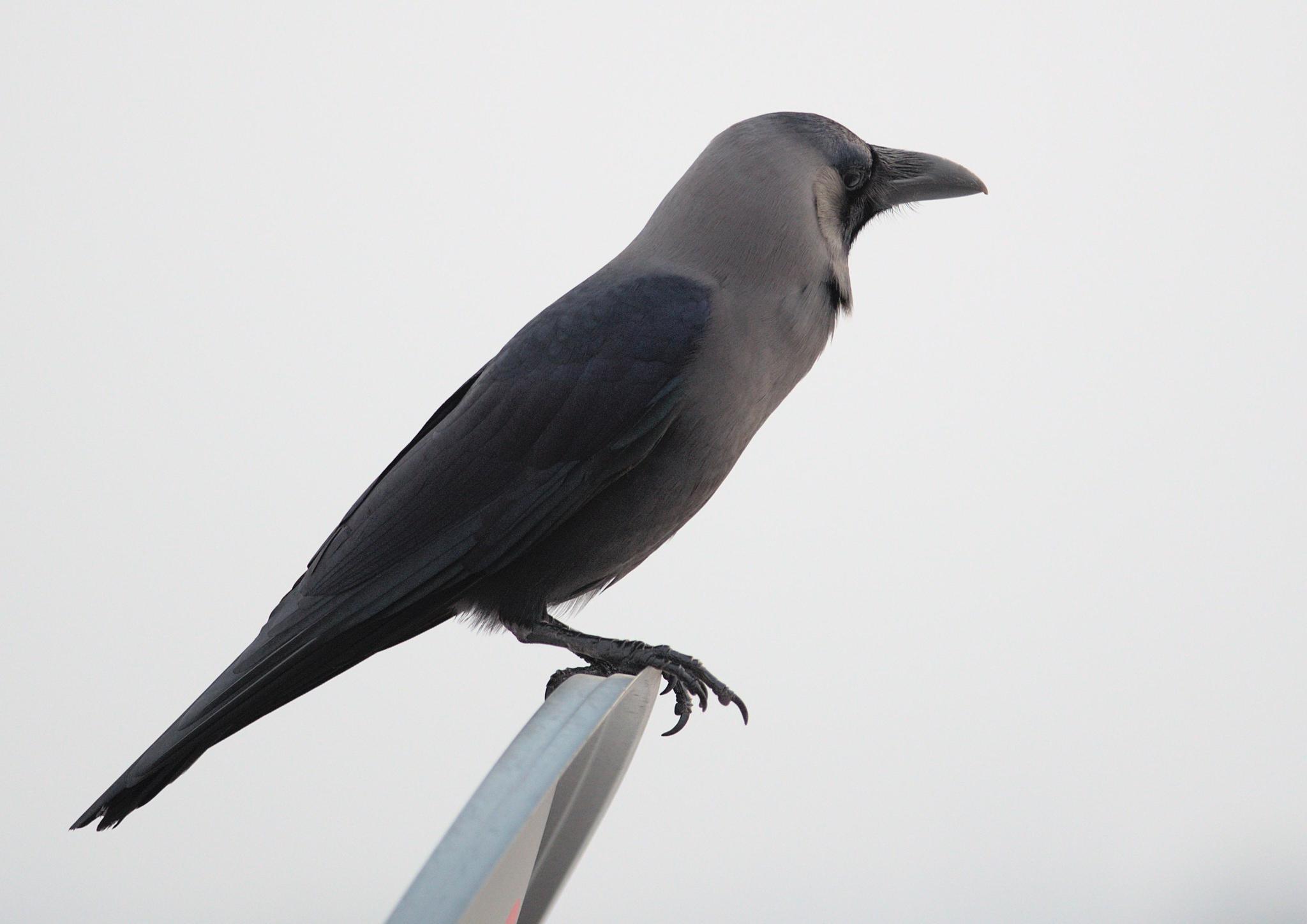 House Crow