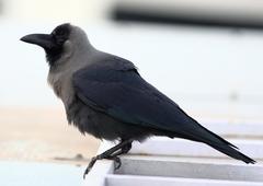 Corvus splendens