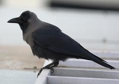 Corvus splendens