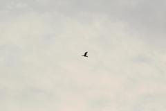 Phalacrocorax fuscicollis