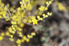 Dudleya multicaulis